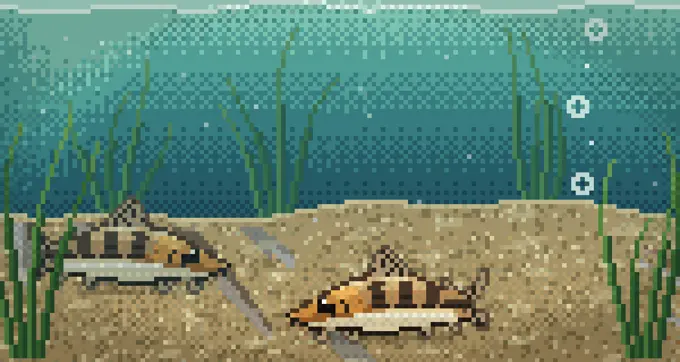 How Corydoras almost gave me a heart attack